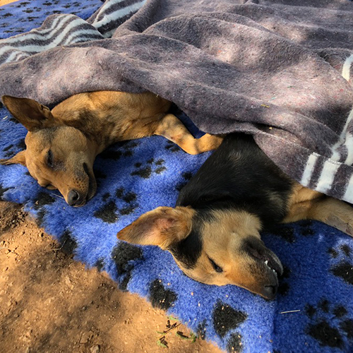 Community Animal Research and Education 500 x 50011