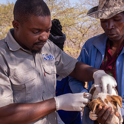 Community Animal Research and Education 500 x 5005