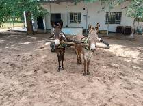 donkeys